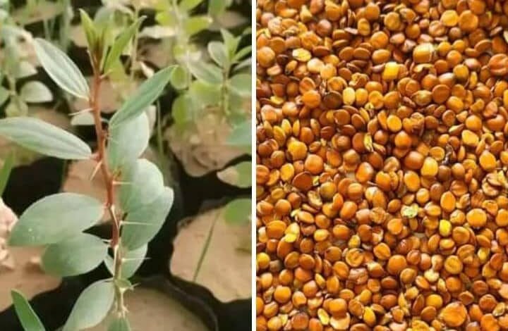 دراسة لمشروع استثماري ضخم خط زنجبار- عدن ! 1 IMG 20240719 WA0001