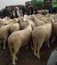 تنزيل 52