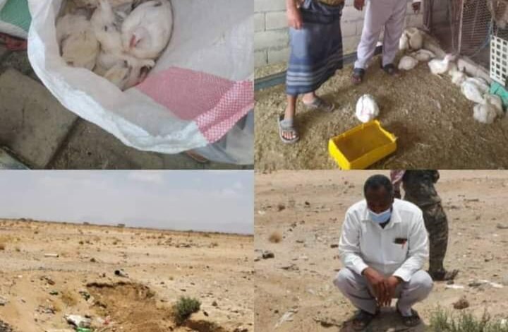 السلطة المحلية بمديرية عتق" تعزز الرقابة على المنشآت الزراعية لمكافحة الأمراض الداجنة . 1 IMG 20240822 WA0017