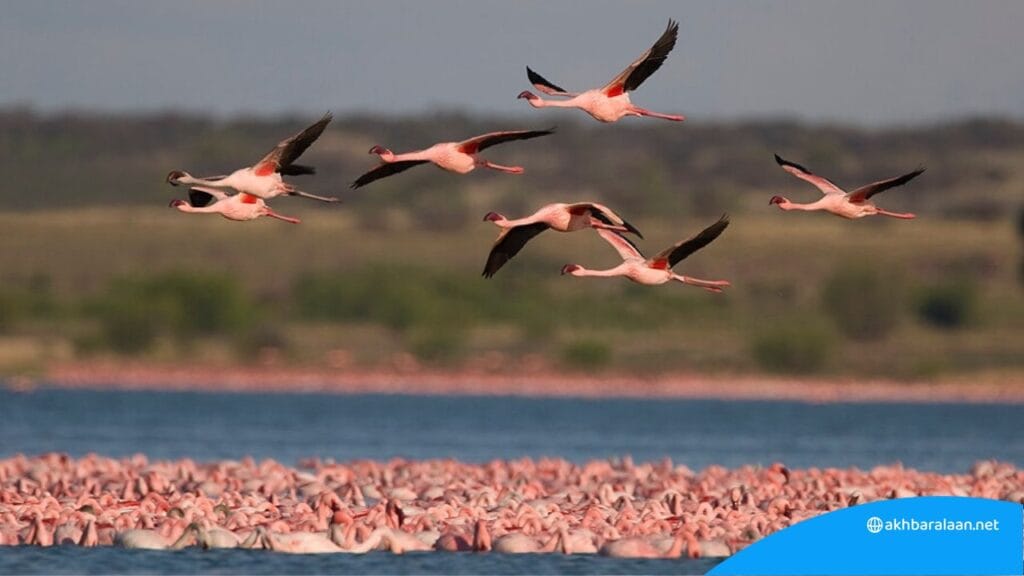 دلائل مخفية عن الطقس في سلوك الحيوان 1 20240924 1727177016453 original 1024x576 1