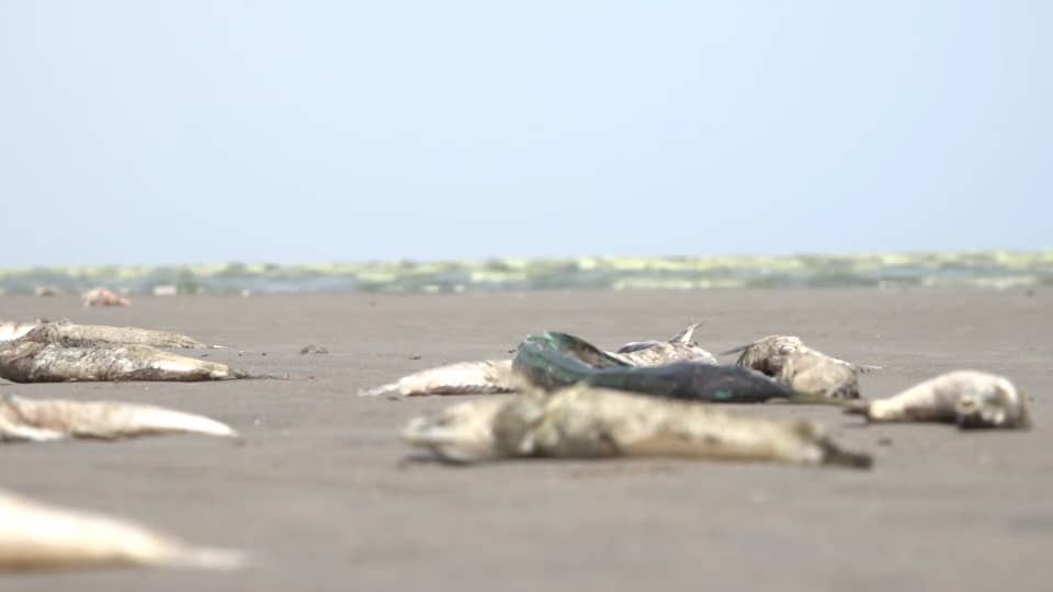 لماذا تم توقيف مصانع طحن الأسماك في اليمن 1 IMG 20241013 WA0053