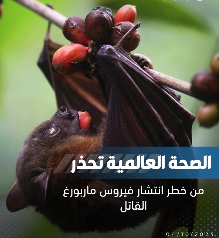 Screenshot ٢٠٢٤١٠٠٤ ٢٣٥٠٣٨ WhatsApp