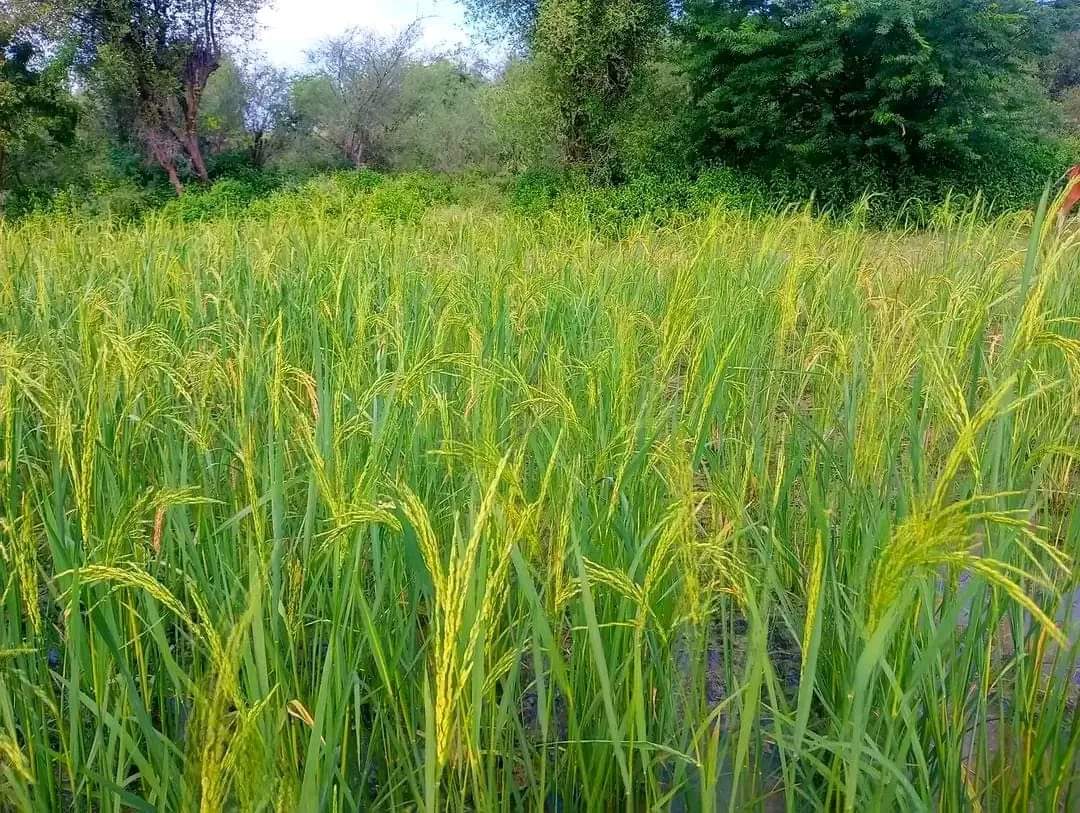 FB IMG 1732710793113