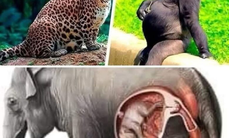 بعيدًا عن السياسة: معلومات ممتعة وشيقة حول مدة الحمل عند الحيوانات 1 FB IMG 1753301260428