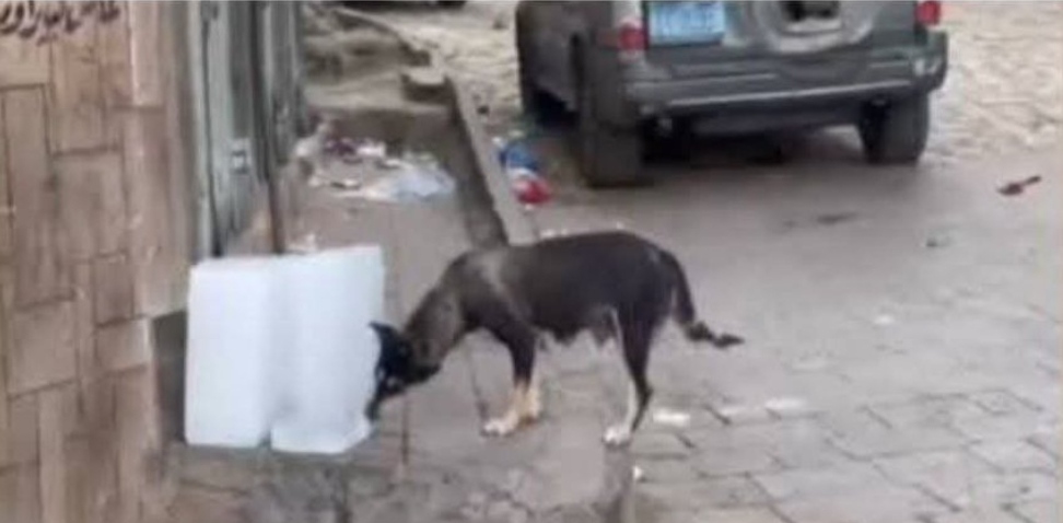 IMG ٢٠٢٥٠٧١٦ ٢١٠٨٣٥