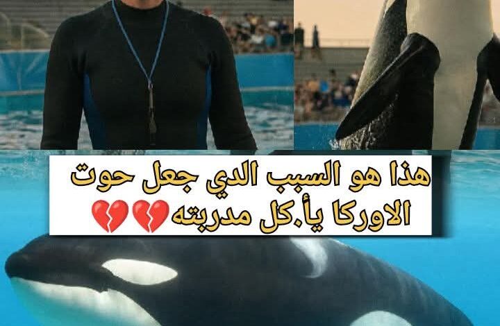 ثوان قلبت العرض رأسًا على عقب .. سر اندفاع الأوركا نـ ـحـ ـو المدربة أمام الجمهور 1 IMG 20250811 WA0103