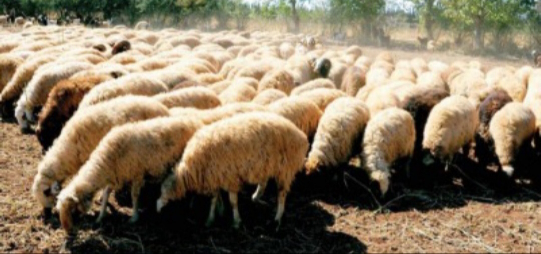 IMG ٢٠٢٥٠٨٢٤ ٠٦١٧٣٧