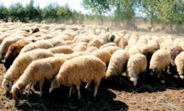 IMG ٢٠٢٥٠٣٣٠ ٠٩٤٠٠٩