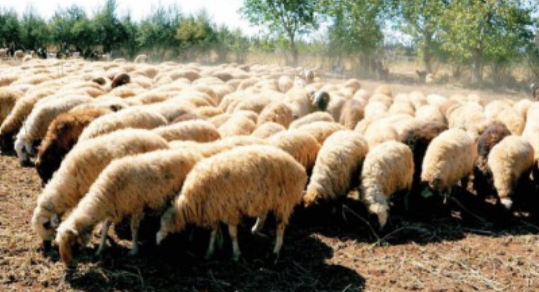 IMG ٢٠٢٥٠٣٣٠ ٠٩٤٠٠٩