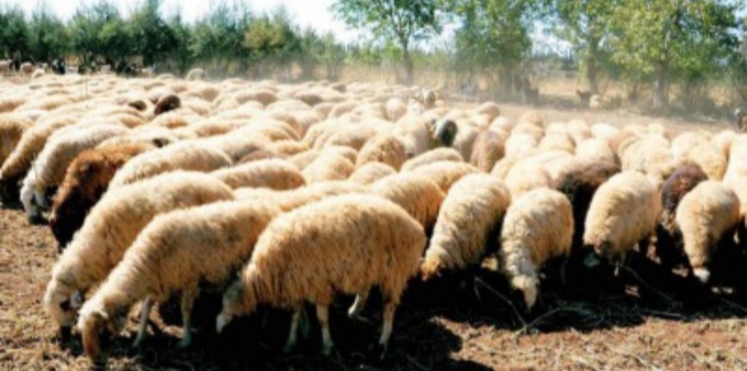 IMG ٢٠٢٥٠٩٠٦ ١٠٢١٣٧