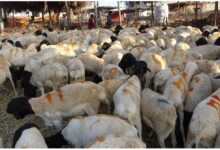 أسعار اللحوم والمواشي بالعاصمة عدن اليوم الخميس 7 12 06 24 92697272