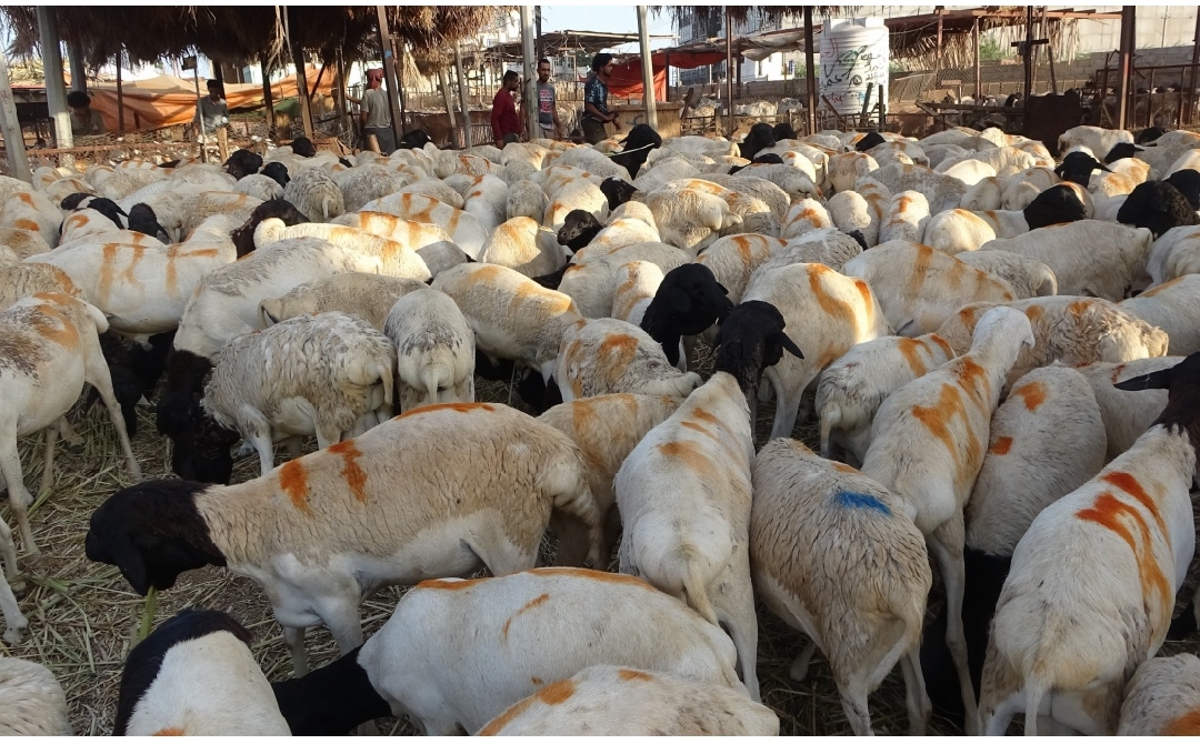 أسعار اللحوم والمواشي بالعاصمة عدن اليوم الخميس 1 12 06 24 92697272