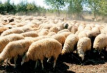 37ea6681 2b35 49c8 bece c4550f96ac2f 1 1