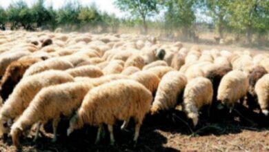 أسعار اللحوم والمواشي بالعاصمة عدن اليوم الأربعاء 2 37ea6681 2b35 49c8 bece c4550f96ac2f 1 1