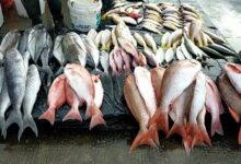 أسعار الأسماك اليوم الأحد بالعاصمة عدن 6 659