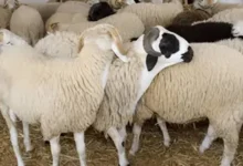 أسعار اللحوم والمواشي بالعاصمة عدن اليوم الأحد 8 IMG 20250603 WA0004