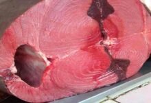 أسعار الأسماك اليوم الأربعاء بالعاصمة عدن 6 IMG 20211223 094232 951