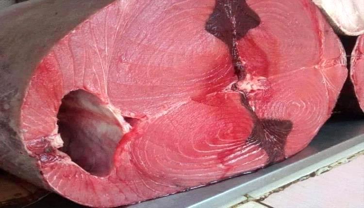 أسعار الأسماك اليوم الأربعاء بالعاصمة عدن 1 IMG 20211223 094232 951