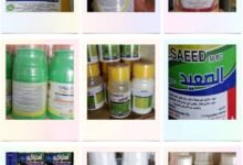 خبير زراعي يـ ـحـ ـذر: خلط المبـ ـيدات كـ ـارثـ ـة صامتة تـ ـهـ ـدد الإنسان والتربة ( تفاصيل ) 8 IMG ٢٠٢٥١٠٢٩ ١٥٣٠٠٥