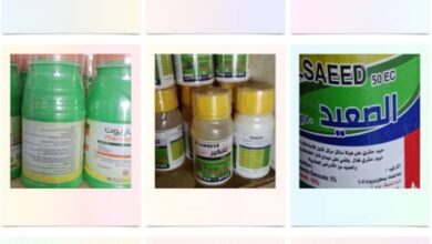 IMG ٢٠٢٥١٠٢٩ ١٥٣٠٠٥