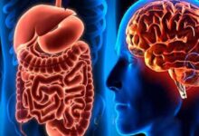 العلاقة الغامضة بين الأمعاء والدماغ.. دراسة تكشف التفاصيل 6 images 2