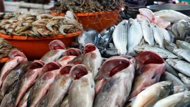 أسعار الأسماك اليوم الثلاثاء بالعاصمة عدن 3 19066196471718348981 2