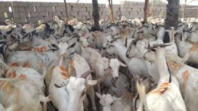 أسعار اللحوم والمواشي بالعاصمة عدن اليوم الأحد 3 2289a2c3 d759 4b32 8934 3472f9418d81 1