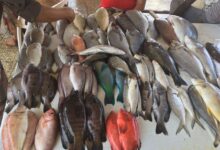 أسعار الأسماك اليوم الأربعاء بالعاصمة عدن 9 61d54e40ea8f3