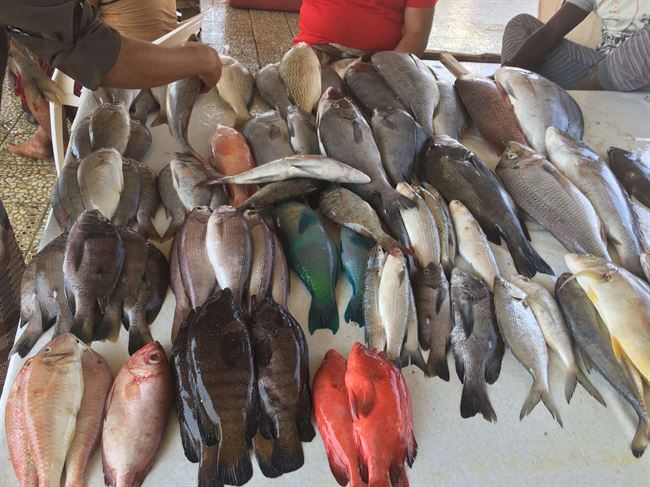 أسعار الأسماك اليوم الأربعاء بالعاصمة عدن 1 61d54e40ea8f3
