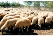 IMG ٢٠٢٥٠٩٠٩ ٠٦٣٦٥٥