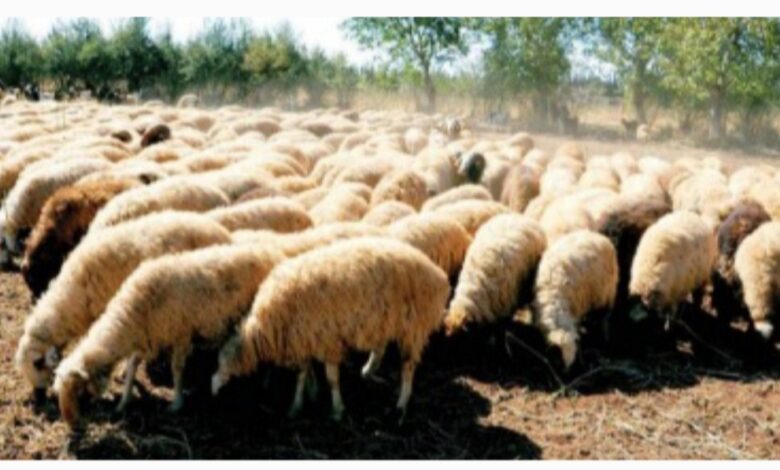 IMG ٢٠٢٥٠٩٠٩ ٠٦٣٦٥٥