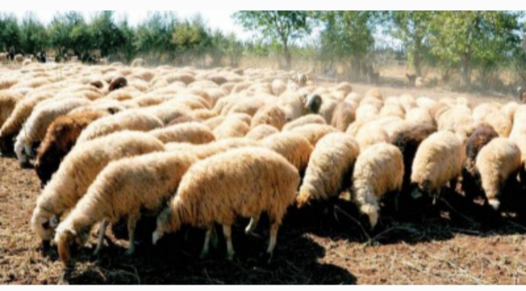 IMG ٢٠٢٥٠٩٠٩ ٠٦٣٦٥٥