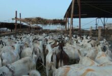 أسعار اللحوم والمواشي بالعاصمة عدن اليوم الأثنين 7 YF2025 06 03 08 27 08 594559