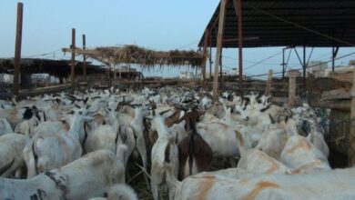 YF2025 06 03 08 27 08 594559