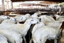 أسعار اللحوم والمواشي بالعاصمة عدن اليوم الثلاثاء 9 adennews17 04 2025 173580