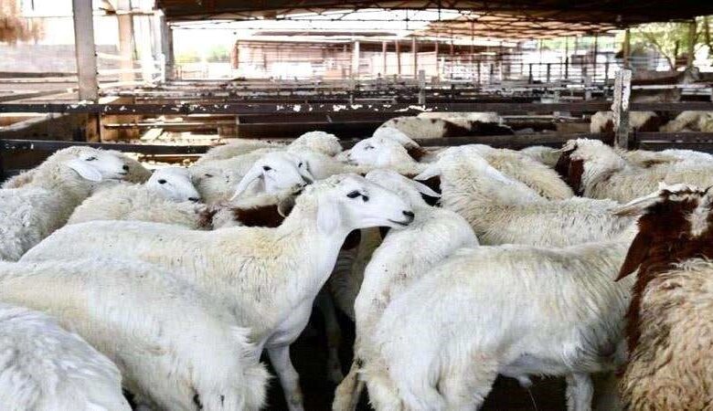 adennews17 04 2025 173580