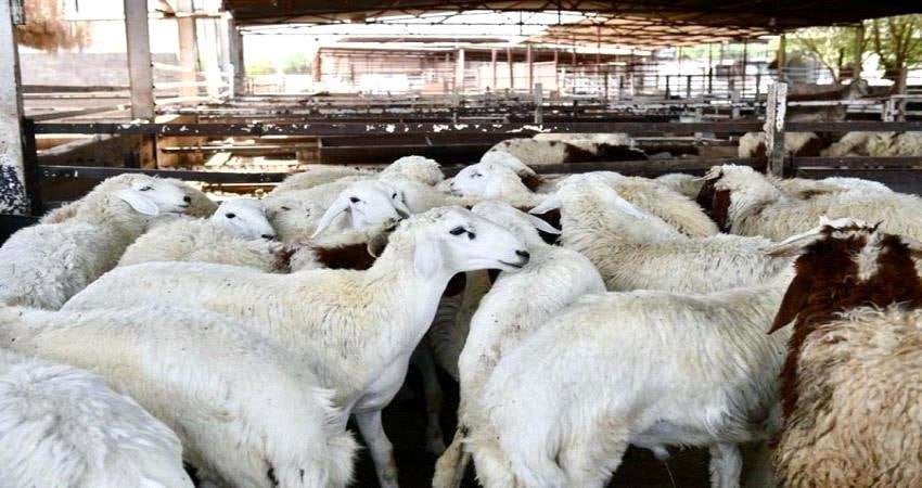 adennews17 04 2025 173580