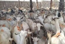 أسعار اللحوم والمواشي بالعاصمة عدن اليوم الخميس 6 e09ad193 e969 4436 9cd4 040df8193b2c 1