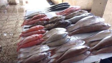 fa599f87 b167 433a 96ed 6b7e2d0f47fb