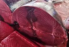 أسعار الأسماك اليوم الثلاثاء بالعاصمة عدن 7 images 15