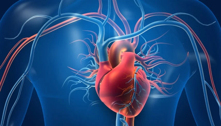 فحص للسرطان يكشف مخاطر الإصابة بأمراض القلب لاحقاً 1 2025121218122825UY