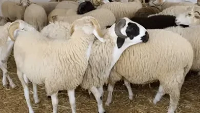 أسعار اللحوم والمواشي بالعاصمة عدن اليوم الخميس 4 IMG 20250603 WA0004 1