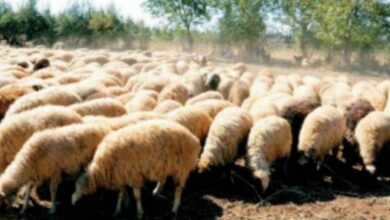 أسعار اللحوم والمواشي بالعاصمة عدن اليوم الأثنين 5 IMG ٢٠٢٥١١٣٠ ٠٩١٨٠١ 1