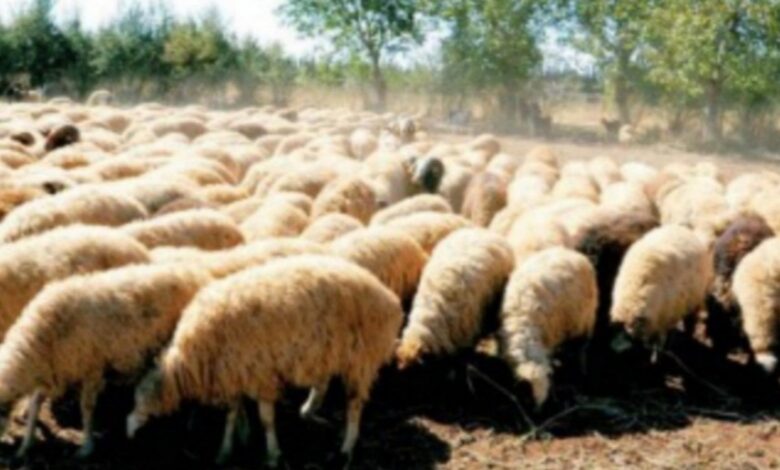 IMG ٢٠٢٥١١٣٠ ٠٩١٨٠١ 1