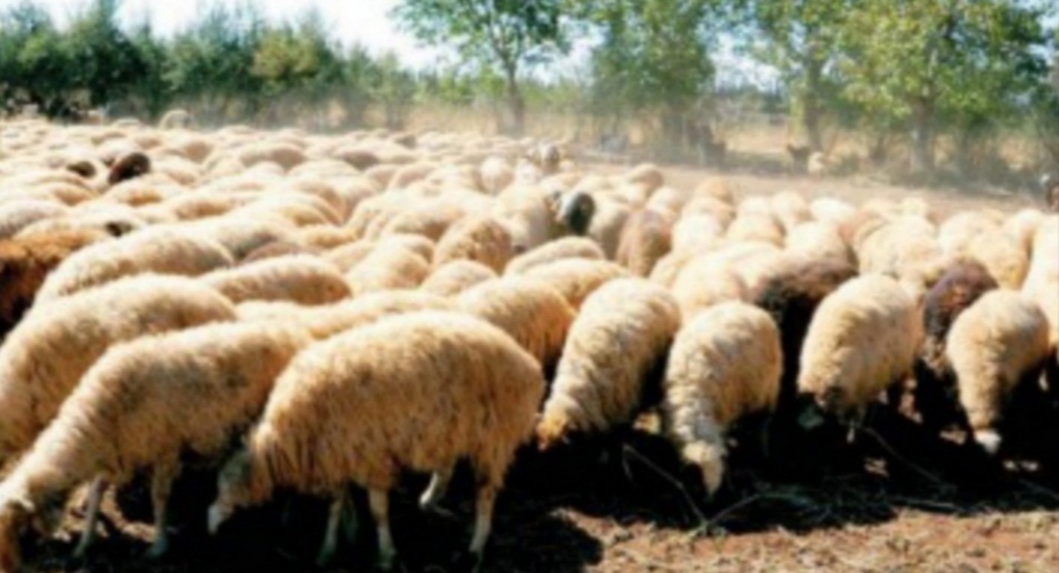 IMG ٢٠٢٥١١٣٠ ٠٩١٨٠١ 1