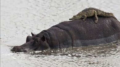 69e088e74c59b74d4b4b54b5