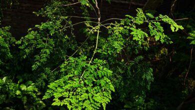 69eb823942360454a344e7ea