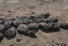 الفريق الهندسي لقوات العمالقة الجنوبية ينزع مئات الألغام الحوثية في مديرية ذوباب 8 unnamed file 17